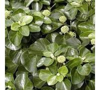 2 x Lierre - Hedera helix 'Arbori Compact' - 20-25 cm en conteneur
