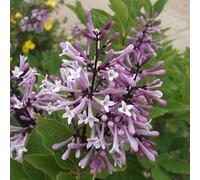 2 x lilas de chine - syringa patula 'miss kim' - 40-60 cm pot