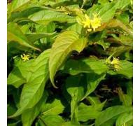 2 x Lys d'Amérique - Diervilla splendens - 40-60 cm en conteneur