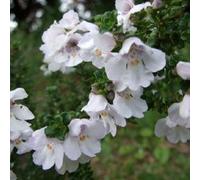 2 x Menthe des montagnes - Prostanthera cuneata - 20-25 cm en pot