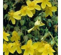 2 x Millepertuis - Hypericum Densiflorum 'Buttercup' - 30-40 cm en conteneur