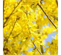 2 x mimosa de paris - forsythia intermedia 'lynwood' - 50-60 cm pot