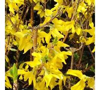 2 x mimosa de paris - forsythia intermedia 'minigold' - 50-60 cm pot