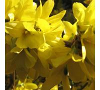 2 x mimosa de paris - forsythia intermedia 'spectabilis' - 50-60 cm pot