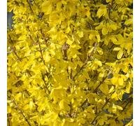 2 x mimosa de paris - forsythia intermedia 'w nd' - 50-60 cm pot