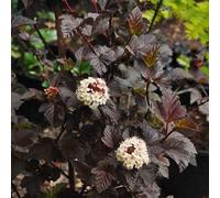 2 x physocarpe à feuilles d'obier - physocarpus opulifolius 'diabolo' - 30-40