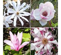 2 x Plants de Magnolia en pots de 9 cm | Arbustes à fleurs caduques mélangées pour bordure de jardin