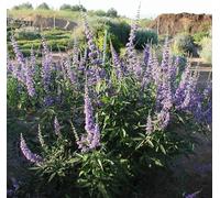 2 x poivre de Moine - Vitex agnus-castus - 30-40 cm en conteneur