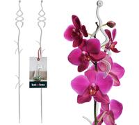 2 x Poteau de Support de Fleurs 55 cmSupport de Plantes en Pot en Lastique Transparent SapinBaton Support Fleurs