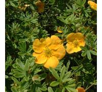 2 x potentille arbustive - potentilla fruticosa 'tangerine' - 25-30 cm pot