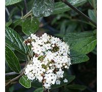 2 x Prague Snowball - Viburnum 'Pragense' - 40-60 cm en conteneur