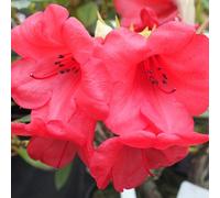 2 x rhododendron 'elizabeth' - 20-30 cm pot
