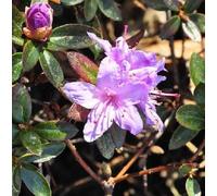 2 x rhododendron 'moerheim' - 20-30 cm pot