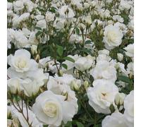2 x rosa - rose classique - rosa 'witte tros'