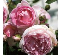 2 x rosa - rosier grimpante kordes - rosa 'jasmina'®