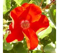 2 x Rose Apache - Rosa 'Apache