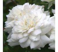 2 x Rose couvre-sol - Rosa 'Sea Foam