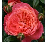 2 x Rose féerique de Kordes - Rosa 'Queen Of Hearts'®