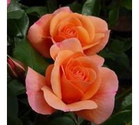 2 x Rose grimpante Kordes - Rosa 'Aprikola