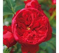 2 x Rose grimpante Kordes - Rosa 'Florentina'®