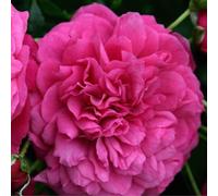 2 x Rose grimpante Kordes - Rosa 'Laguna'®