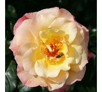 2 x Rose grimpante Kordes - Rosa 'Moonlight'®