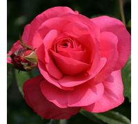 2 x Rose grimpante Kordes - Rosa 'Rosanna'®