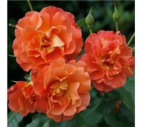 2 x Rose grimpante Kordes - Rosa 'Westerland