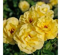 2 x Rose grimpante - Rosa 'Climbing Friesia