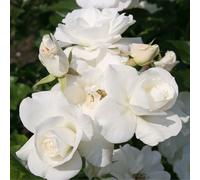 2 x Rose grimpante - Rosa 'Climbing Snow White' (Blanche-Neige grimpante)