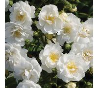 2 x Rose grimpante - Rosa 'Guirlande D'Amour