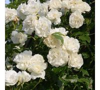2 x Rose grimpante - Rosa 'Madame Alfred Carriere