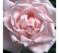 2 x Rose grimpante - Rosa 'New Dawn
