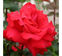 2 x Rose Kordes Eleganza® - Rosa 'Grande Amore'®