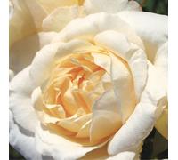 2 x Rose Kordes Eleganza® - Rosa 'La Perla'®