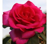 2 x Rose Kordes Eleganza® - Rosa 'Parole'®
