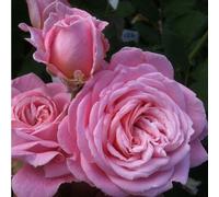 2 x Rose Kordes Parfuma® - Rosa 'Rosengräfin Marie Henriëtte'®
