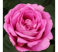 2 x Rose Parfuma® Kordes - Rosa 'Carmen Wurth'®