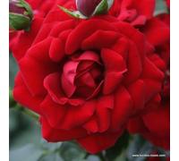 2 x Rosier - Rosa 'Amadeus' pot 25-30 cm - Le rosier grimpant robuste avec des fleurs rouge sang et un feuillage sain