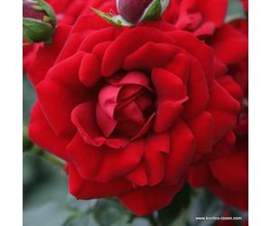 2 x Rosier - Rosa 'Amadeus' pot 25-30 cm - Le rosier grimpant robuste avec des fleurs rouge sang et un feuillage sain