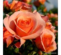 2 x Rosier - Rosa 'Aprikola' pot 25-30 cm - Le rosier à floraison abondante et parfumée de la série Rigo de Kordes