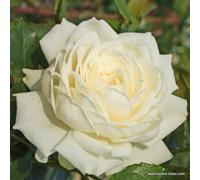 2 x Rosier - Rosa 'Bobbie James' pot 25-30 cm - La géante parfumée pour les grands espaces et les arbres