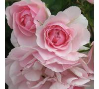 2 x Rosier - Rosa 'Bonica' pot 25-30 cm - La Rosier résistante avec de charmantes fleurs doubles