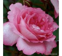 2 x Rosier - Rosa 'Eliza' Pot 25-30 cm - Le charmant rosier hybride de thé aux fleurs Rosier argenté
