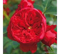 2 x Rosier - Rosa 'Florentina' pot 25-30 cm - Le rosier grimpant Kordes avec des fleurs d'un rouge profond et une grande résistance
