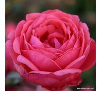 2 x Rosier - Rosa 'Garten Princess Marie José' pot 25-30 cm - L'arbuste compact aux fleurs carminées et parfumées