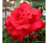 2 x Rosier - Rosa 'Grande Amore' pot 25-30 cm - La Rosier passionnée de l'amour en rouge foncé profond !