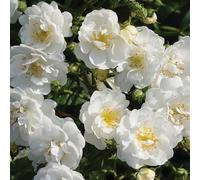 2 x Rosier - Rosa 'Guirlande D'Amour' pot 25-30 cm - Le rosier grimpant romantique toute l'année