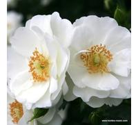 2 x Rosier - Rosa 'Innocencia' pot 25-30 cm - Une beauté fleurie de la série Rigo de Kordes