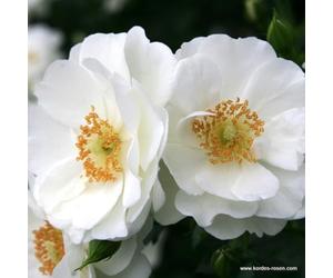2 x Rosier - Rosa 'Innocencia' pot 25-30 cm - Une beauté fleurie de la série Rigo de Kordes